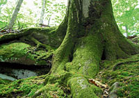 Wie ein Baum zum Himmel Wie ein Baum zum Himmel