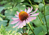 Christen  kleine Blumen in Gottes Garten