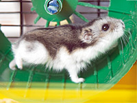 Raus aus dem Hamsterrad Raus aus dem Hamsterrad