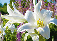 »Lernt von den Lilien ...« »Lernt von den Lilien ...«