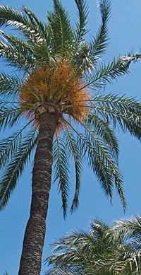 »Der Gerechte sprießt wie die Palme« »Der Gerechte sprießt wie die Palme«